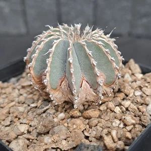 Geohintonia mexicana (Mexico) PLANT cod. ebay-82 - Imagen 1 de 13