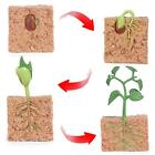 Pflanzen Sojabohnen Samen Aussaat Lebensdauer Zyklus-4 Pcs Anlage Modell