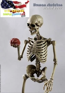 DAMTOYS 1/12 scale DPS01 6" Flexible Action Figure Drawman Toy figma Mezco❶USA❶ - Picture 1 of 20