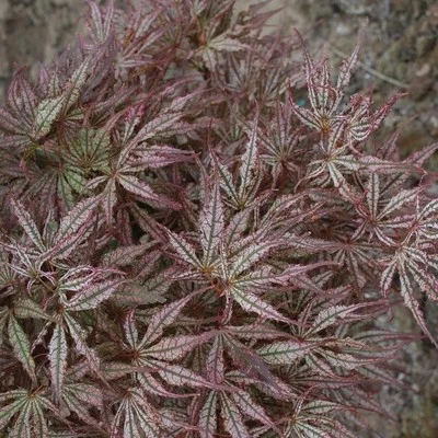 Mikazuki Japanese Maple Tree - Live Plant - ( 2.5 QT ) - Image 1 of 4