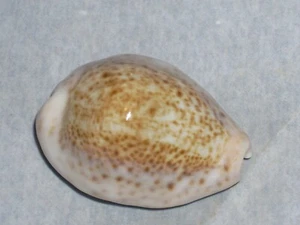 CYPRAEA TURDUS WINKWORTHI OUTSTANDING - Picture 1 of 2