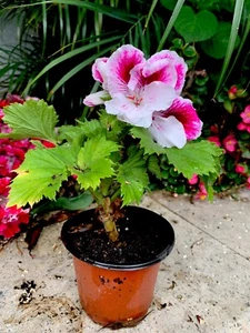 8 Inch Geranium Live Plant In A 3 Inch Pot , White And Purple Color, Perineal - Picture 1 of 3
