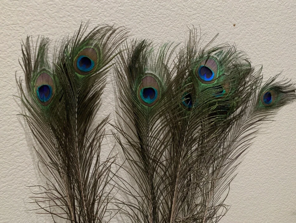  PEACOCK Feathers long -  - Image 1 of 1