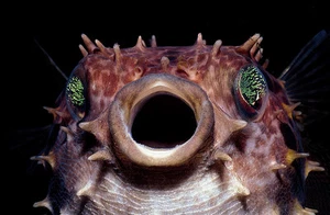 Orbicular Burrfish (Puffer Fish) marine life postcard - Picture 1 of 1