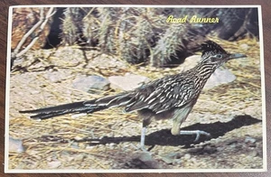 The Road Runner Clown of the West Vintage Photo from Phoenix, Arizona Postcard - Picture 1 of 2