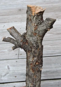 21" Pear Branch Wood Stick Wand Carving Blank Craft Straight W Crotch 1 5/8 "D - Picture 1 of 10