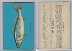 V339-19 Parkhurst, Fish, 1962, #7 Weakfish