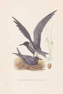 Trauerseeschwalbe Chlidonias niger Farbdruck von 1953 Seeschwalbe Amselmöwe - Bild 1 von 1