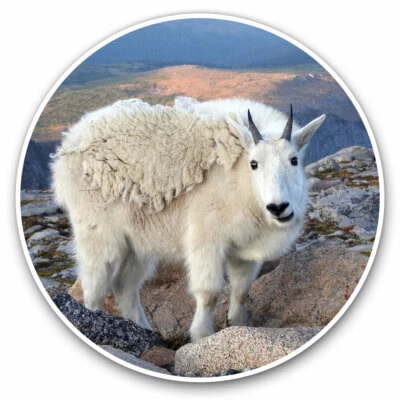 2 x Vinyl Stickers 20cm - Mountain Goat Glacier Cool Gift #16568 - Image 1 of 4