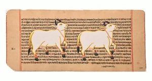 Pintura animal vaca Kamadhenu sobre manuscrito sánscrito 5,5 x 12 pulgadas "PN13385" - Imagen 1 de 1