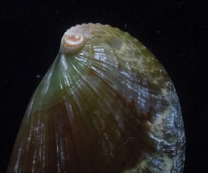 Gema GRANDE 101 mm Haliotis Asinina Seashell - Imagen 1 de 3
