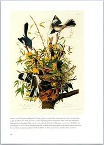 Nördliche Spottdrossel Holz Klapperschlange Audubon Reproduktion Exlibris 8x11 - Bild 1 von 1