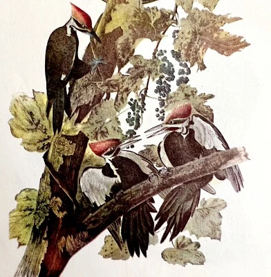 Litografía de pájaro pájaro carpintero apilado 1950 Audubon impresión artística antigua DWP6B Foto 1 de 2