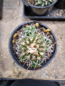 Old Copiapoa Coquimbana Var Deminuta Cactus Succulent (Last One) - Picture 1 of 5