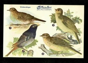Weidensänger, De Hebdomadaire Um 1941 - Imagen 1 de 1