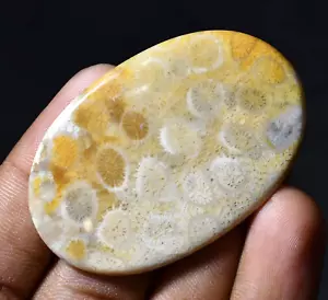 Untreated 65.40 Ct Natural Indonesia Coral Certified Cabochon Loose Gemstone - Picture 1 of 7