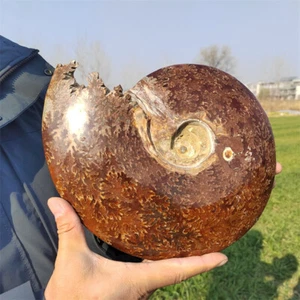 2.66kg Natural Ammonite Fossil Specimen Reiki Crystal Mineral Crystal Decor Gift - Picture 1 of 11