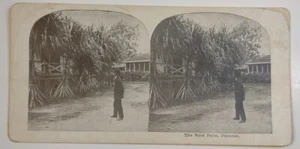 Stereoscope Stereoview Card The Root Palm Panama - Picture 1 of 5