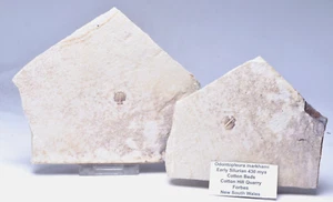 TRILOBITE FOSSIL PAIR  , Odontopleura markhami. Forbes, NSW, Australia F385 - Bild 1 von 9