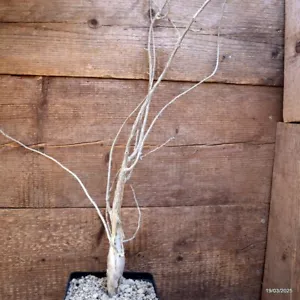 D893 BURSERA FAGAROIDES Topf14-H70-B8 cm MaMa Kaktus - Bild 1 von 4