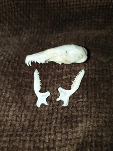 Genuine Mole Skull Taxidermy Education Collection Bone Art Steampunk - Picture 1 of 3