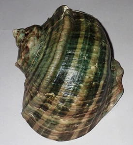 175 mm STRIPED PATTERN Turbo Marmoratus Seashell + Operculum #AB7 Similan Island - Picture 1 of 5