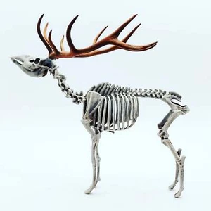 Red Deer Skeleton 1:18 scale miniature diorama replica curiosities (1 skeleton) - Picture 1 of 5