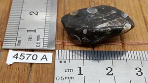 AGATE TURITELLE pierre roulée mineraux lithotherapie collection esoterisme reiki - Picture 1 of 2