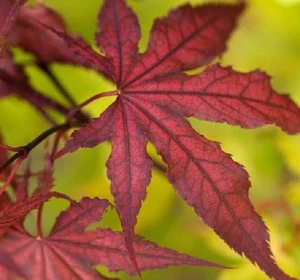 Purple Ghost Japanese Maple Tree - Live Plant - ( 2.5 QT ) - Picture 1 of 6