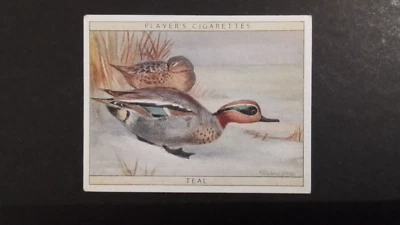 J. PLAYER. 1928.  NO 23.  GAME BIRDS AND WILD FOWL.    TEALE. - Image 1 of 2