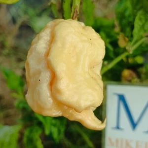 C22 Moruga Peach , 10 semillas , Capsicum chinense (215) - Picture 1 of 1