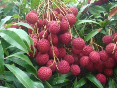 VIVAIO GARDEN FOREST Pianta di Litchi chinensis Mauritius FOTO REALI, FRUTTI TROPICALI
