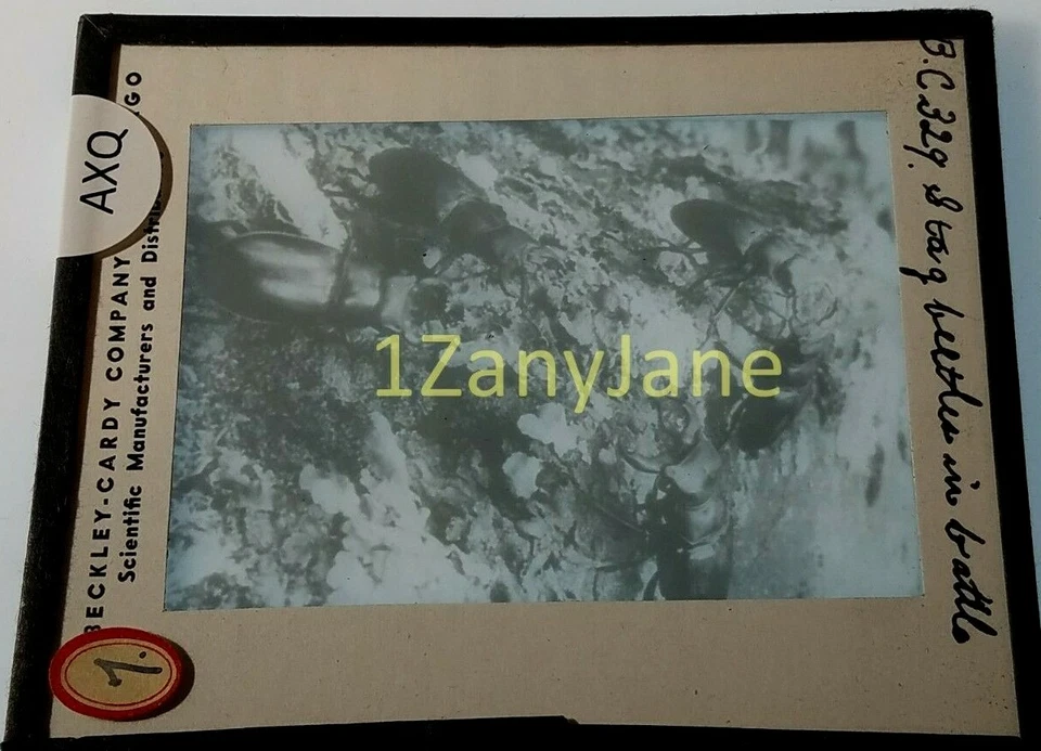 Colored Glass Magic Lantern Slide AXQ INSECT INSECTS STAG BEATLES IN BATTLE - Image 1 of 1