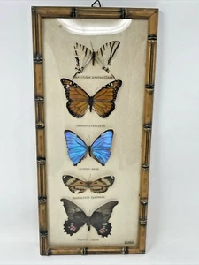 Vintage Butterfly Taxidermy Bamboo Style Frame Brasil 5 Specimens Entomology - Picture 1 of 12