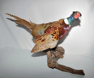 Chinese Ringneck Pheasant Hen Rooster Taxidermy Log Cabin Decor Mount Bird Hunt - Picture 1 of 21