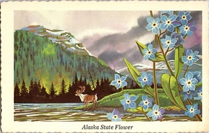 Postal Forget-Me-Not Myosotis alpestris Alaska's State Flower Elk Borde con Tapa - Imagen 1 de 2