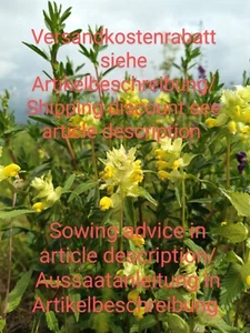 Klappertopf, Rhinanthus alectorolophus, yellow rattle, 100 seeds, samen - Bild 1 von 16