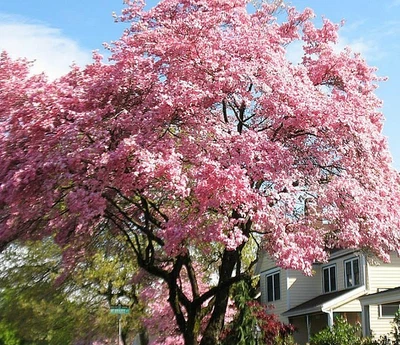 Розовое японское кизиловое дерево - высота 12-18 дюймов - горшок 1 кварта - кукурузная рубра - зоны 5-9 - Изображение 1 из 4
