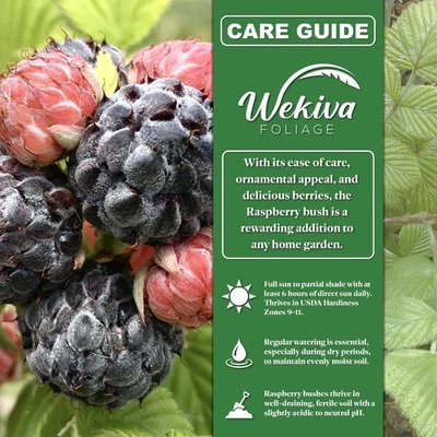 Arbusto de frambuesa - 4 plantas vivas de inicio - Rubus Foto 1 de 4