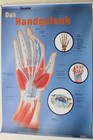 Anatomische Lehrtafel 3er Set Ausbildung Medizin Anatomie Poster