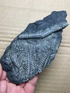 176g Triásico Natural Crinoide Espécimen Roca Geológica - Imagen 1 de 15