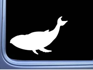 Calcomanía Whale Plain L812 8 pulgadas vida marina jorobada moby - Imagen 1 de 1