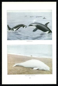 Orca e balene beluga 1916 stampa Louis Agassiz Fuertes, fauna selvatica nordamericana - Foto 1 di 3