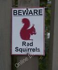 Photo 6X4 Man-Eating Red Squirrels? Martindale  C2011