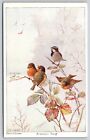 Art ~ Une chanson d'hiver ~ Robins & Sparrow On Blackberry Branches ~ CW Faulkner ~ PC vintage