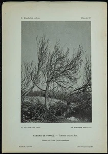 1898 - Tamaris de France - Collotype Driveshaft & Botany - Picture 1 of 3