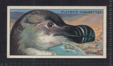 RAZORBILL - 90 + year old English Tobacco Card # 38