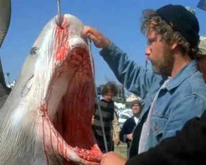 JAWS Richard Dreyfuss examines Great White Shark 8 x 10 color glossy - Picture 1 of 1