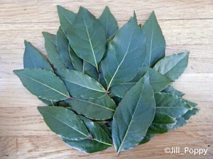 75 Fresh Bay Leaves - Picked to Order - Organic - 45g - Picture 1 of 4