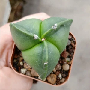 3cm-4cm Cactus Succulen Plantas Astrophytum myriostigma Decoración Jardín Plantas - Imagen 1 de 4